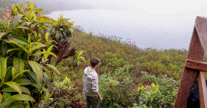 A man stands in a rainforest