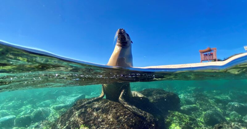 Sea lions live meters from the Galapagos Science Center, showcasing why harmony among humans and the environment is crucial to the islands’ preservation. (Photo by Juan Pablo Muñoz-Pérez)